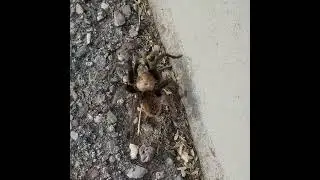 Desert Blonde Tarantula
