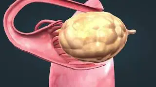 The Female Menstrual Cycle Explained in 3D | A Visual Guide