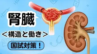 【国試対策】腎臓の構造と働きを徹底解説｜ネフロン・尿ができる仕組み　　　　　　　　　　　　　　　　　　　　#国家試験 #リハ #リハ学生 #ot学生 #pt学生 #看護学生