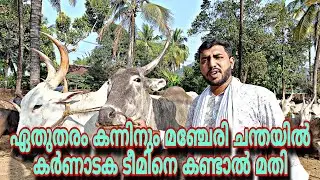 ഏത് തരം കന്നുകൾക്കും മഞ്ചേരി ചന്തയിൽ കർണാടക ടീമിനെ കണ്ടാൽ മതി 