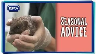 Seasonal advice with RSPCA Inspector!