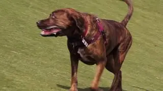 Emergency Preparedness - Pets