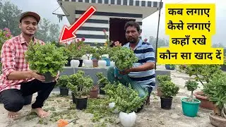 जेड प्लांट कटिंग को जल्दी घना कैसे करे ? Jade Plant Propagation And Care Tips