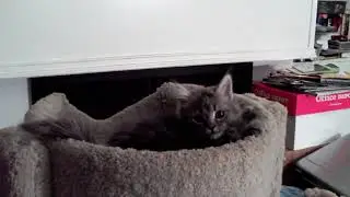 The Kitten and the Puppy