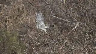 チョウセンオオタカ（羽干しと羽繕いその１）　No8141 8288