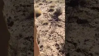 How to patch a target shooting  silhouette when you forget tape and your supplies