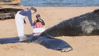 Conservative groups sue Dominion Energy over offshore wind farm impact on whales