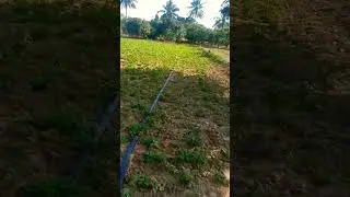 #farmer #reddy #motivation #farming #villagelife#agriculture #nature #raithulu#raithubidda