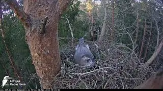 2025.04.08 | Vistu vanags (Accipiter gentilis) Zemgalē | bird nest with nature life #birdslover
