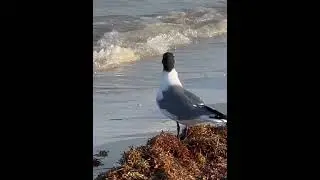 Laughing Gull #seagull #Seabird #bird #gull #waterbird