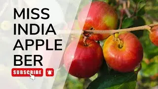 Apple Ber Farming Explained by Miss India | High Profit Fruit Farming