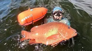 Spearfishing Big Red snapper