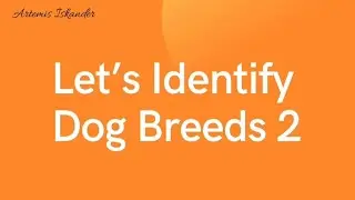 Let's Identify Dog Breeds - Part 2
