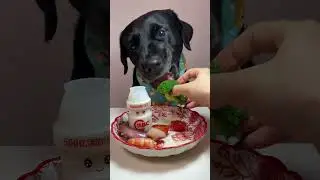 Friday! The dog eats better than me during holidays. Labrador. Oh my god, it&rsquo;s so delicious. Cute
