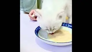 Pate Ciao D&agrave;nh cho m&egrave;o nhập khẩu từ Th&aacute;i Lan