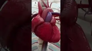 🥦 4 Chambers of a normal heart ❤️ #hearthealth #heart #anatomy