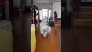 #cutedog#cutecat#Rabbit#Doglover#Wildlover#🐶🐭🐰