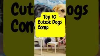 Doggo Delight: The Top 10 Cutest Canine Breeds #shorts
