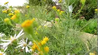 Aster linosyris