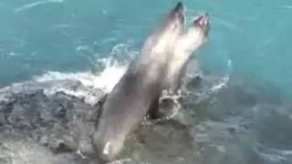 Fur seals in the breeding season