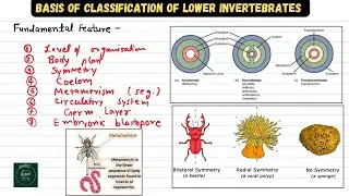 Basis of classification of non chordata : symmetry, coelom, segmentation, embryogeny | bsc MGSU