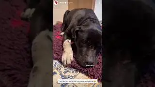 Pies kt&oacute;ry wiedział, że tej nocy nie przetrwa 💔🐾 #dog #help #shorts #dioz
