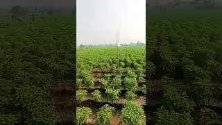 Green chilies farming 🌶️#shorts #farming #greenchilli