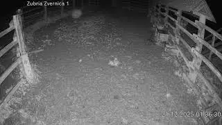 Zubria zvernica (cam212) 21.12.2025 o 01:39