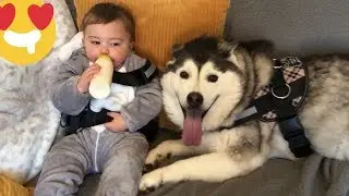 My Husky & Baby Are Like Two Peas In One Pod!!