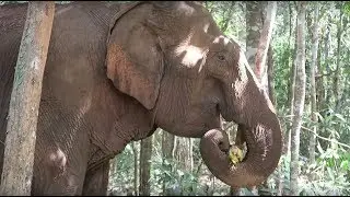 The Mondulkiri Project