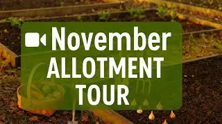 🎥 ✅ November ALLOTMENT TOUR 🍂🌱 | Winter Prep, Bulb Planting & Autumn Harvests!