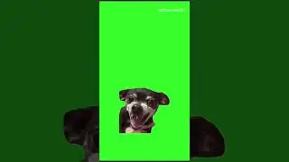 Meme🤣 :- Laughing Dog 🐶 #shorts #animals #dog #dogmemes #meme #memefunny #funny #comedy #cute
