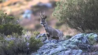 Corzo ladrando.