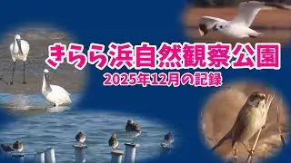 【山口県山口市】新光産業きらら浜自然観察公園の12月の記録　クロツラヘラサギ、ズグロカモメ、ツリスガラ、ダイゼン、ハマシギ　#バードウォッチング　#野鳥観察　#冬鳥