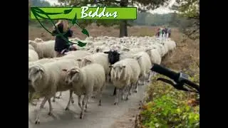 De grote stille heide (Nieuwe versie)