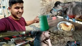 Lal pari Desi swag wali bhains || vlog || village life || @Viswashvlog