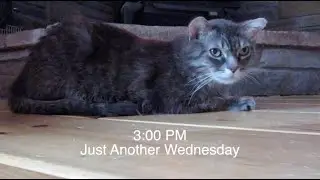 Lord of the Flies == 28 Jan 2026 daily video log