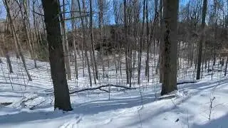 Beautiful Winter Forest