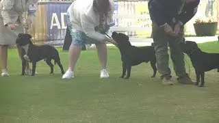 Staffordshire Bull Terrier Sydney Royal Dog Show 2019