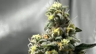 Smoke Sessions Episode #231 Wake N Bake With Space City!!🫡