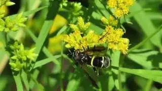 Diptera: Syrphidae (Hover flies): Spilomyia sayi wing waving