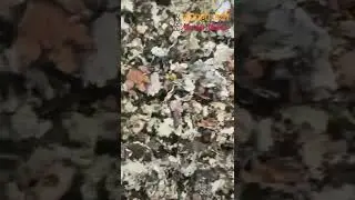Handpicked Himalayan Black Stone Flower
