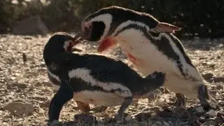 Vicious penguin fight - Patagonia: Earth' Secret Paradise: Episode 2 Preview - BBC