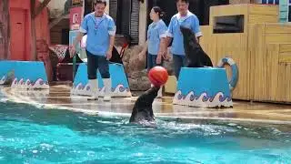 An Amazing Aqua Show with SEAL   