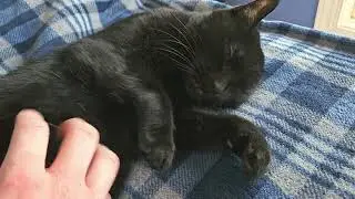 Pet the Kitty (Morning Routine)