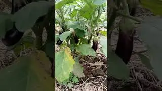 eggplant 🍆🍆🍆#shorts #fyp #fypchallenge #marday#beta#simbi#short stories#on trending
