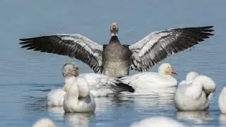 Some of Larry Jordan's Favorite Bird Photos
