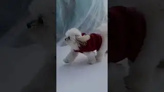 @moonknighton4paws: A good day to play in the snow! I love snow. 🐶☃️❄️ I think I am a huskies 😂😂