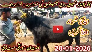 buffalo market multan  | Kato phandar nili ravi buffalo ki kareedo frokht  murshad mandi info | 