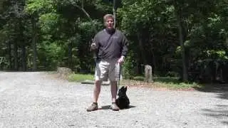 Connor - Scottish Terrier - Dog Training Winston Salem NC